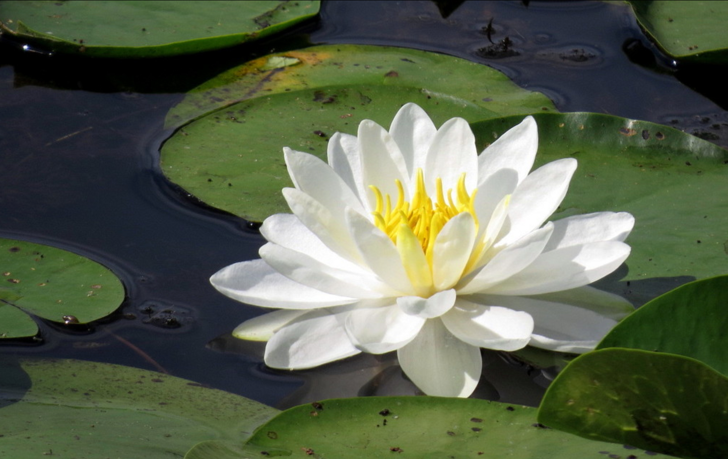 Nymphaea