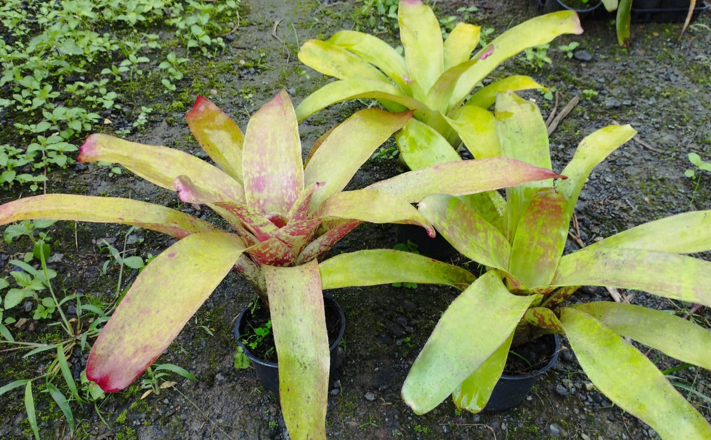 Bromelia - Neoregelia cruenta