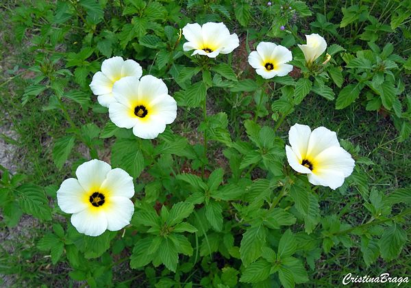 Flor de Guarujá - Turnera subulata