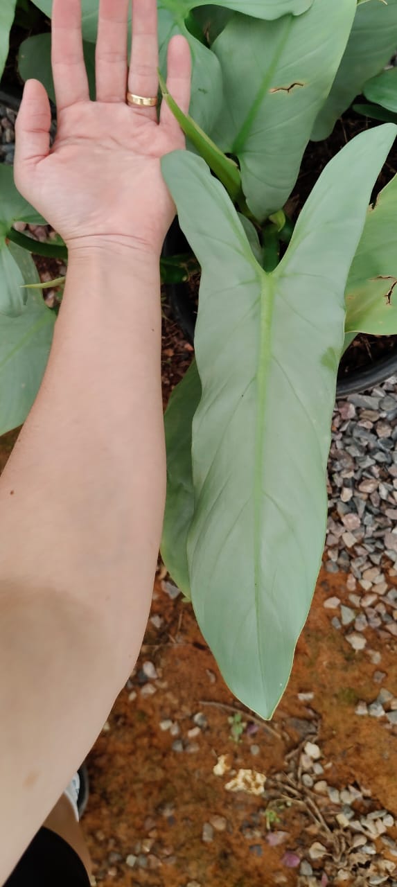 Philodendron Hastatum