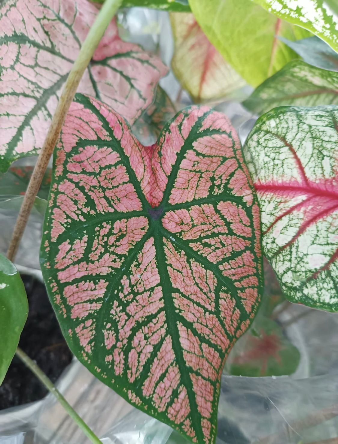 Caladium