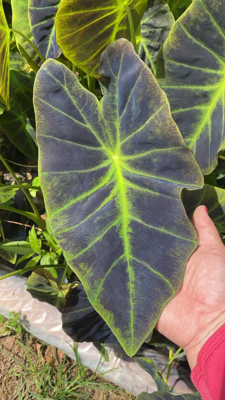 Colocasia esculenta ‘Illustris’