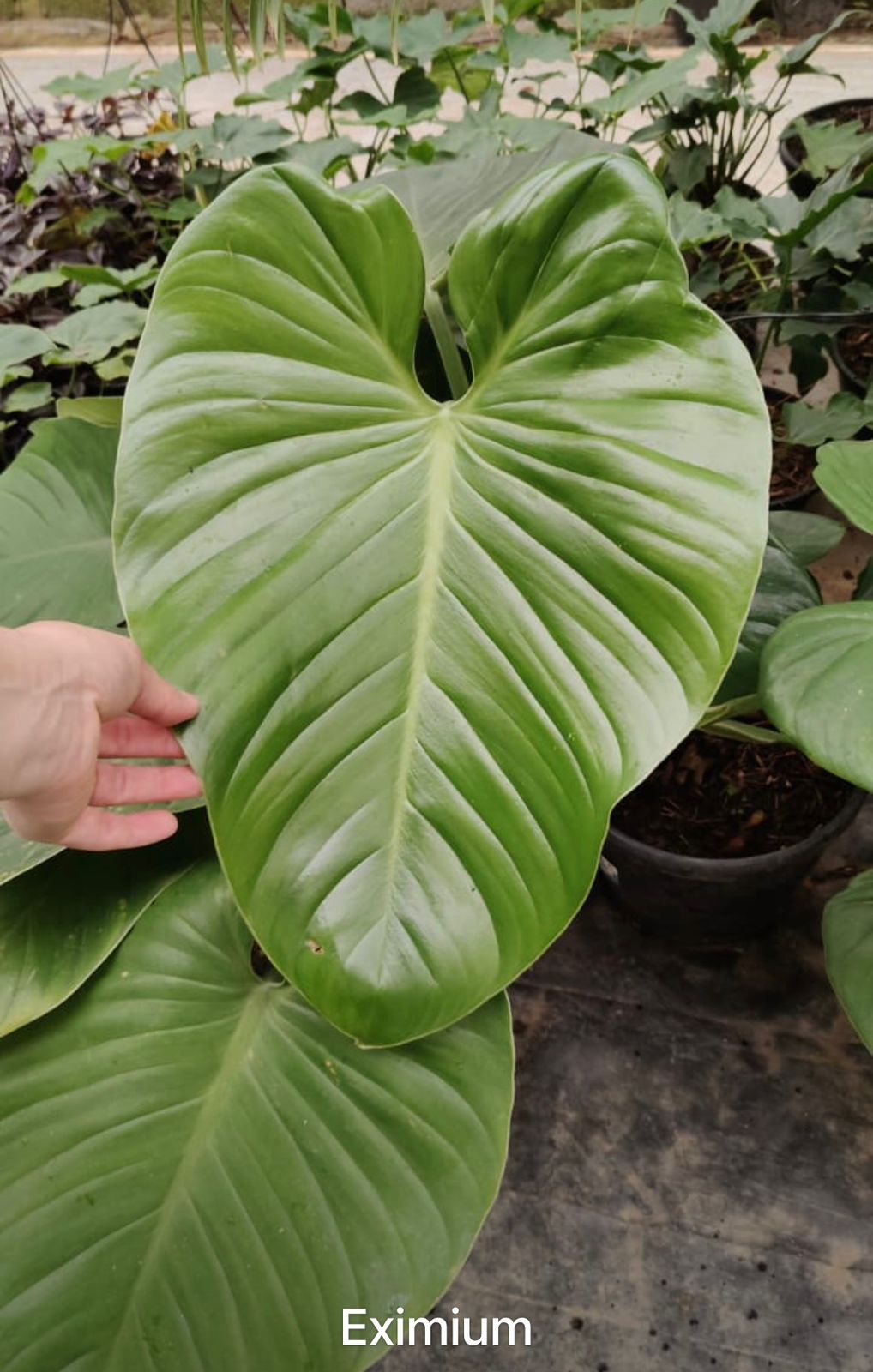 philodendron eximium Philodendron eximium – Cloi