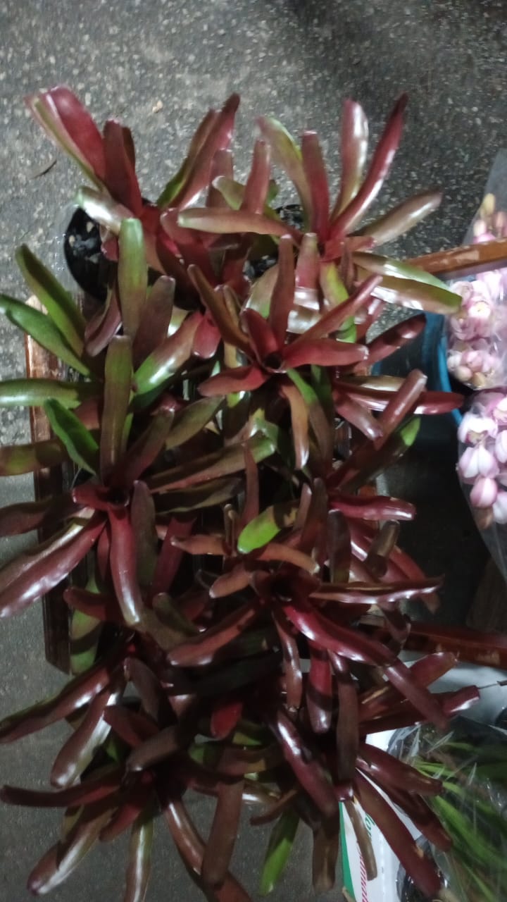 Bromélia - Neoregelia spp. Fireball