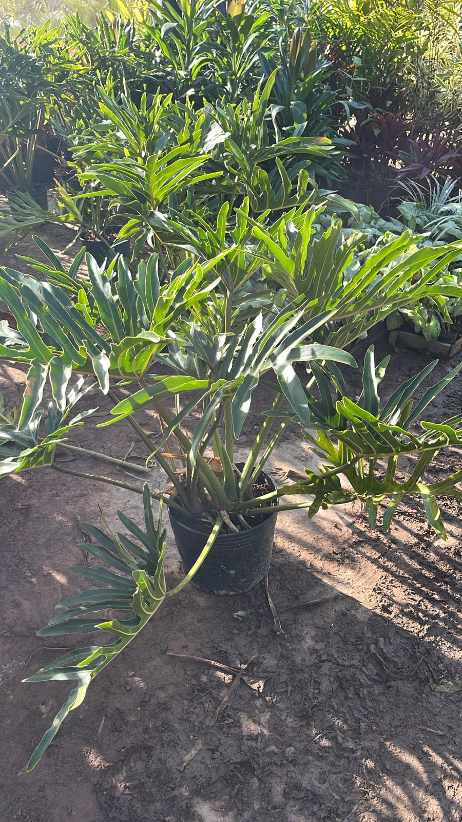 Philodendron bipinnatifidum - Guaimbê