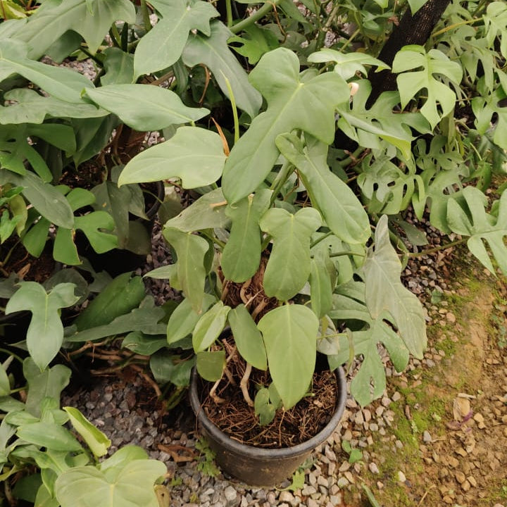 Philodendron Panduriforme