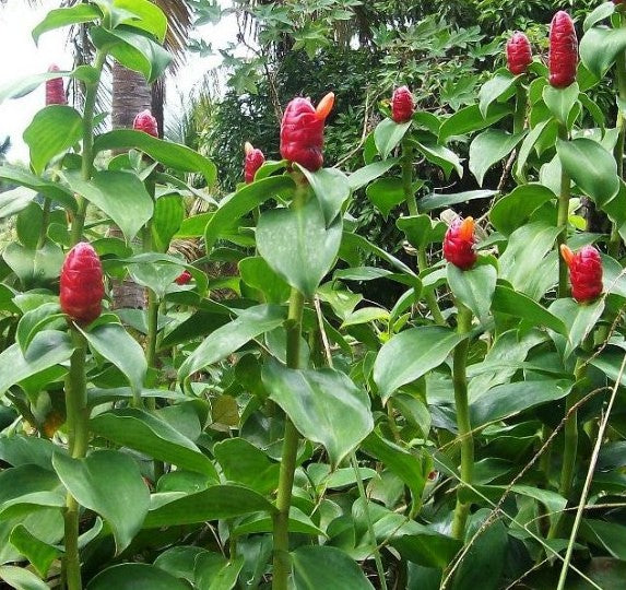 Costus Spiralis