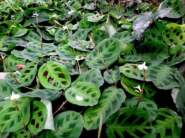 Maranta leuconeura