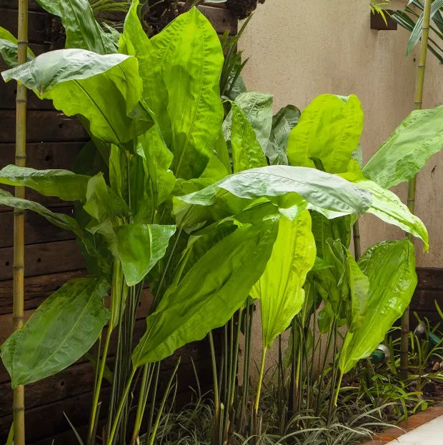 Cyclanthus bipartitus