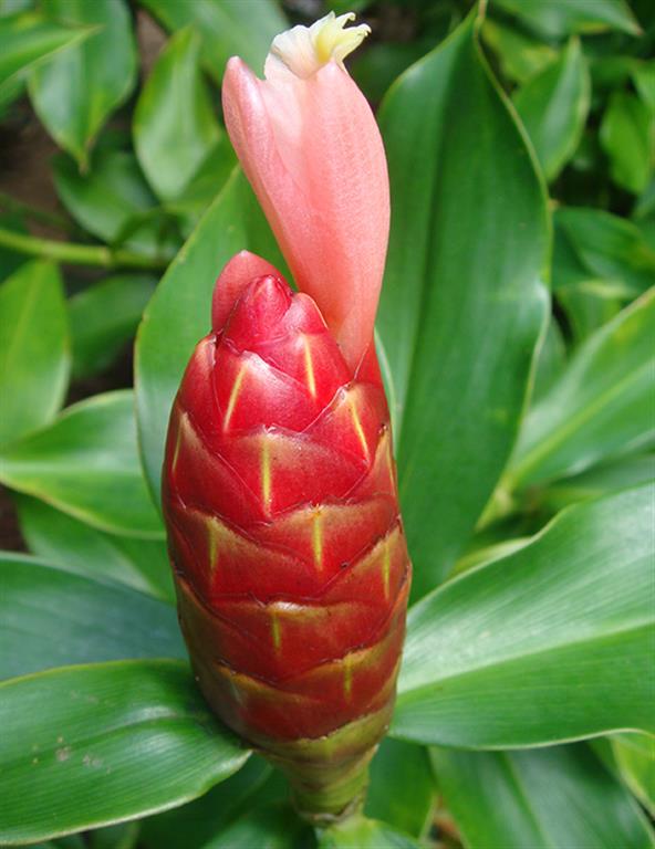 Costus Spiralis