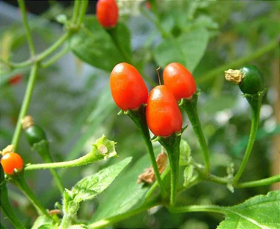 Pimenta Cumari