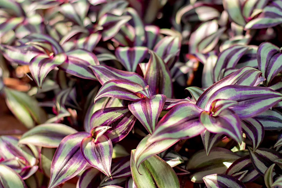 Lambari Roxo - Tradescantia zebrina 'Purpusii'