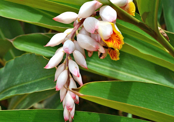 Alpinia zerumbet