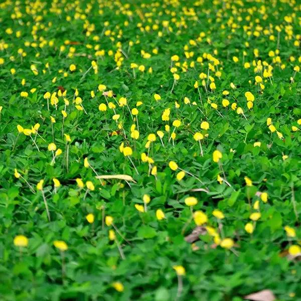 Grama amendoim - Arachis repens
