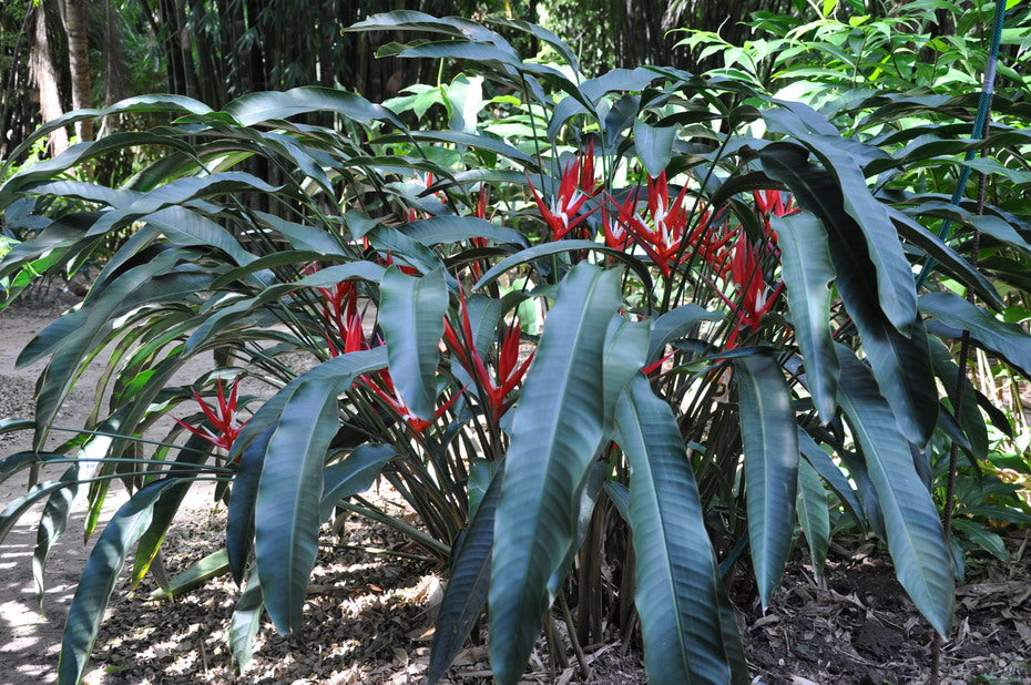 Helicônia Angusta