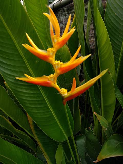 Heliconia Nickeriensis