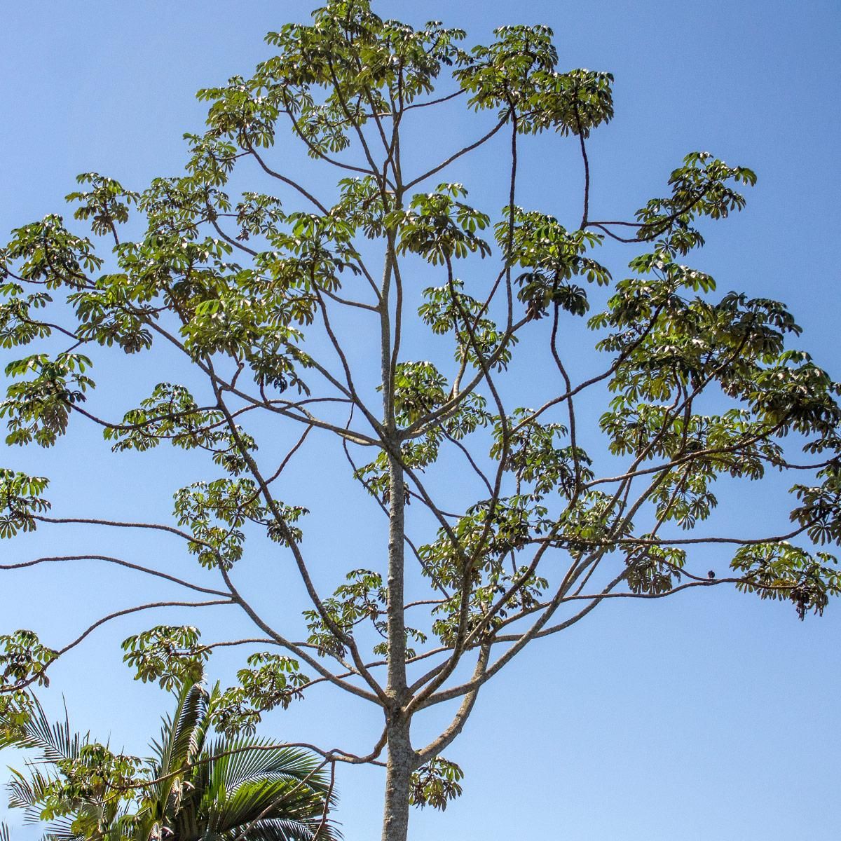Embaúba - Cecropia