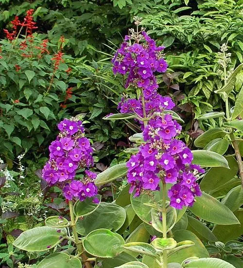 Orelha De Onça - Tibouchina Grandifolia