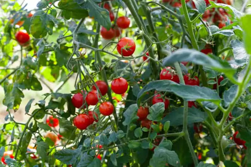 Tomate Cereja
