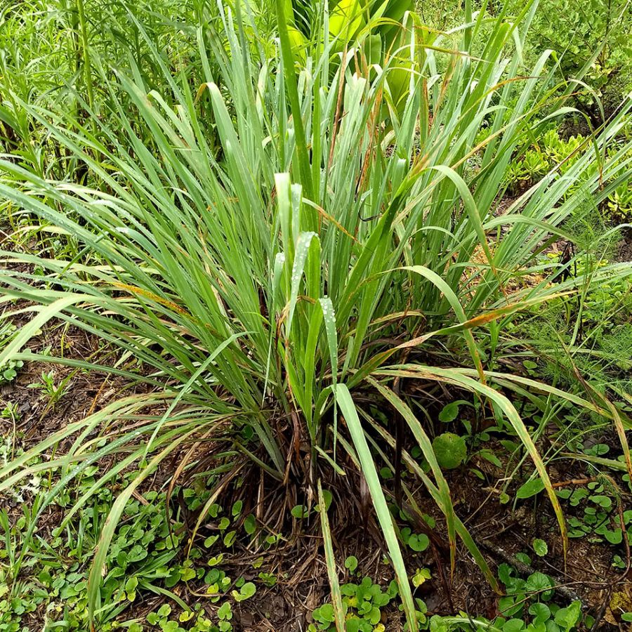 Capim Cidreira - Cymbopogon citratus
