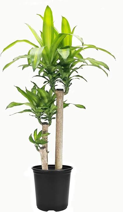 Dracena fragans