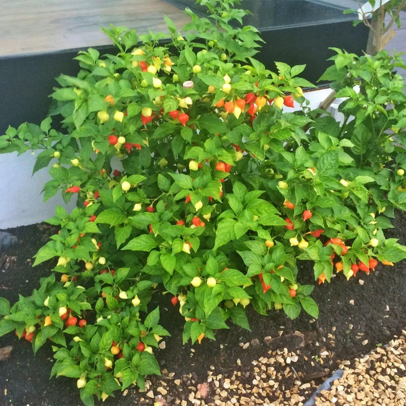 Pimenta Biquinho
