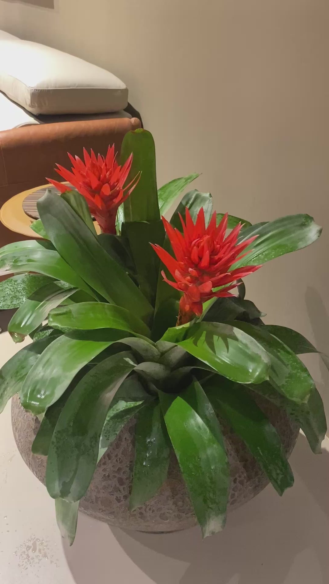 Aechmea "Tomasito" - Bromélia