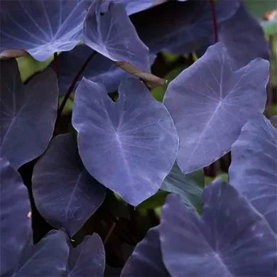 Colocasia esculenta