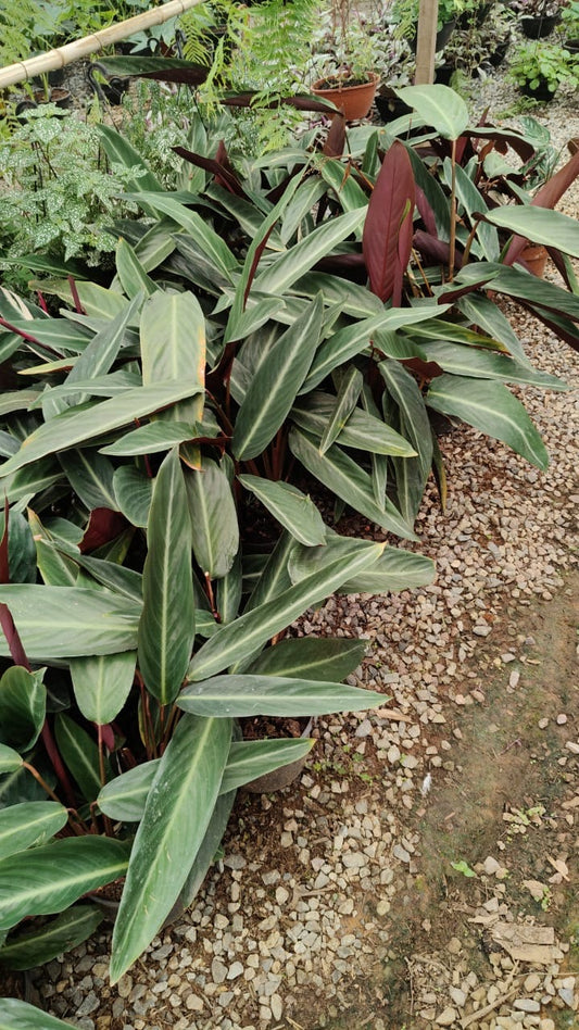 Stromanthe thalia - Maranta Tália