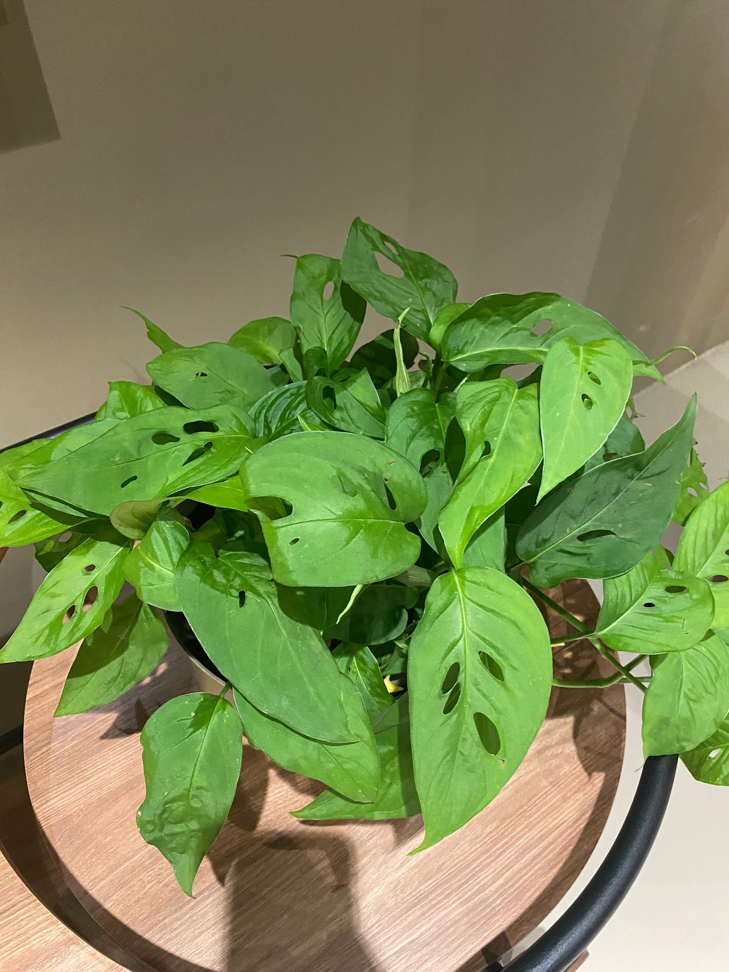 Monstera adansonii