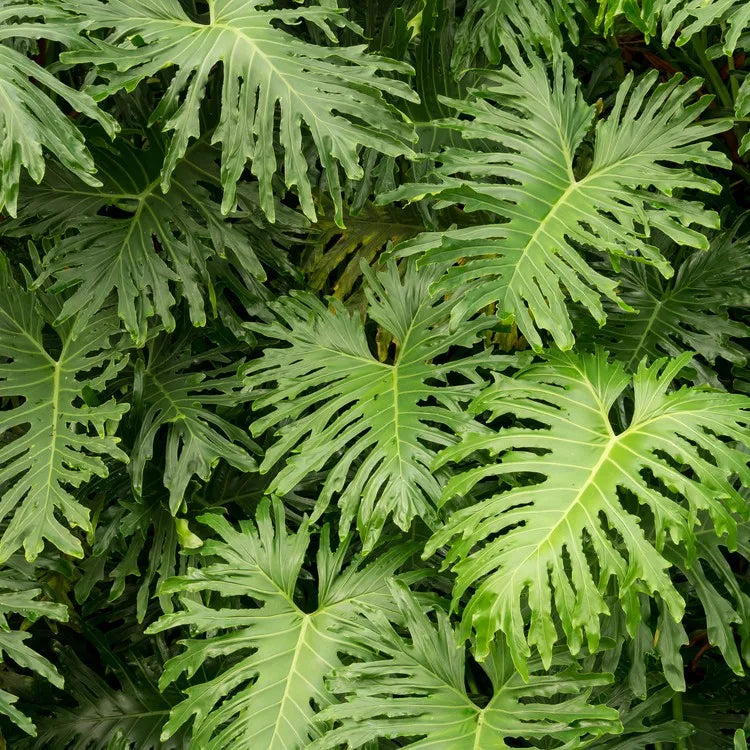 Philodendron bipinnatifidum - Guaimbê