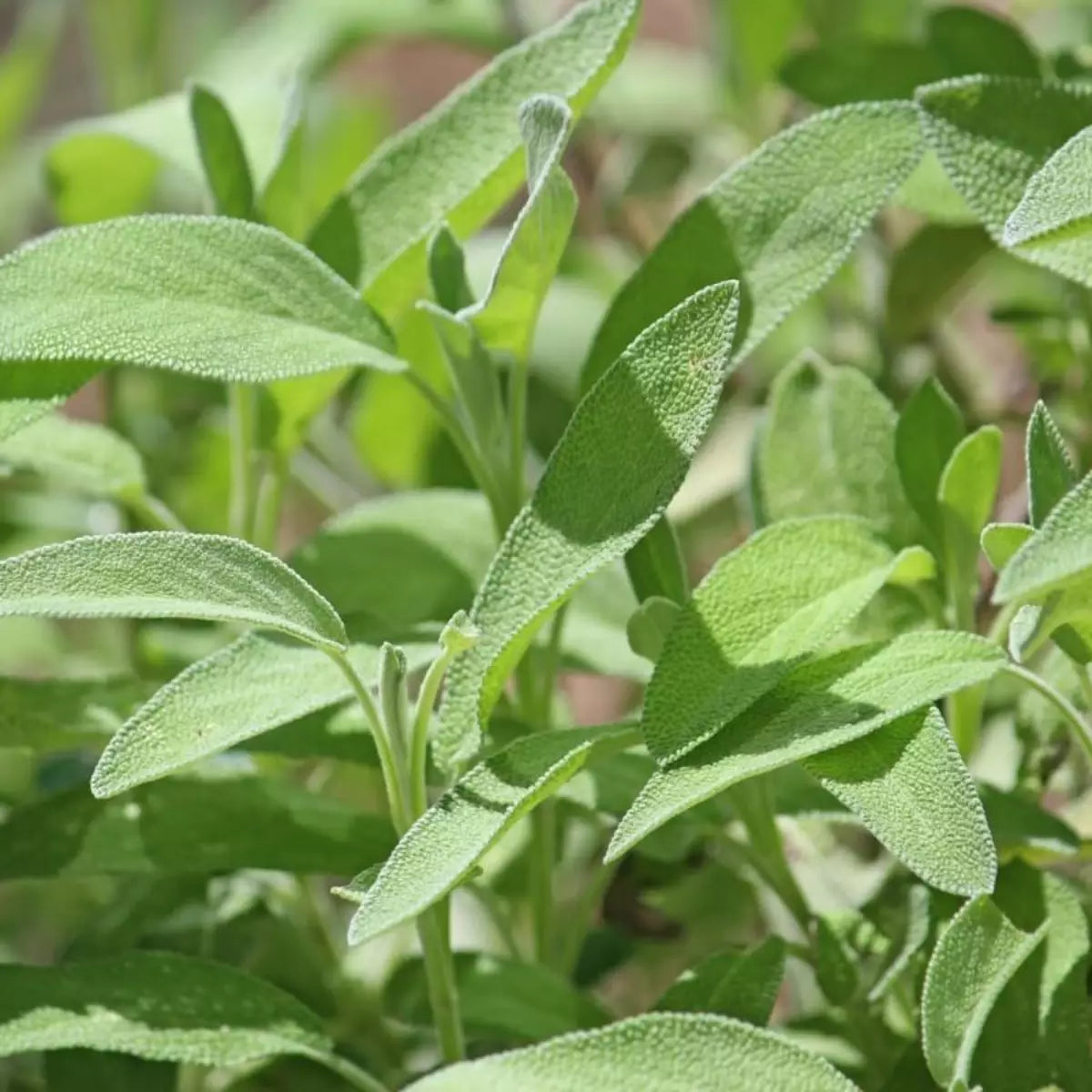 Salvia