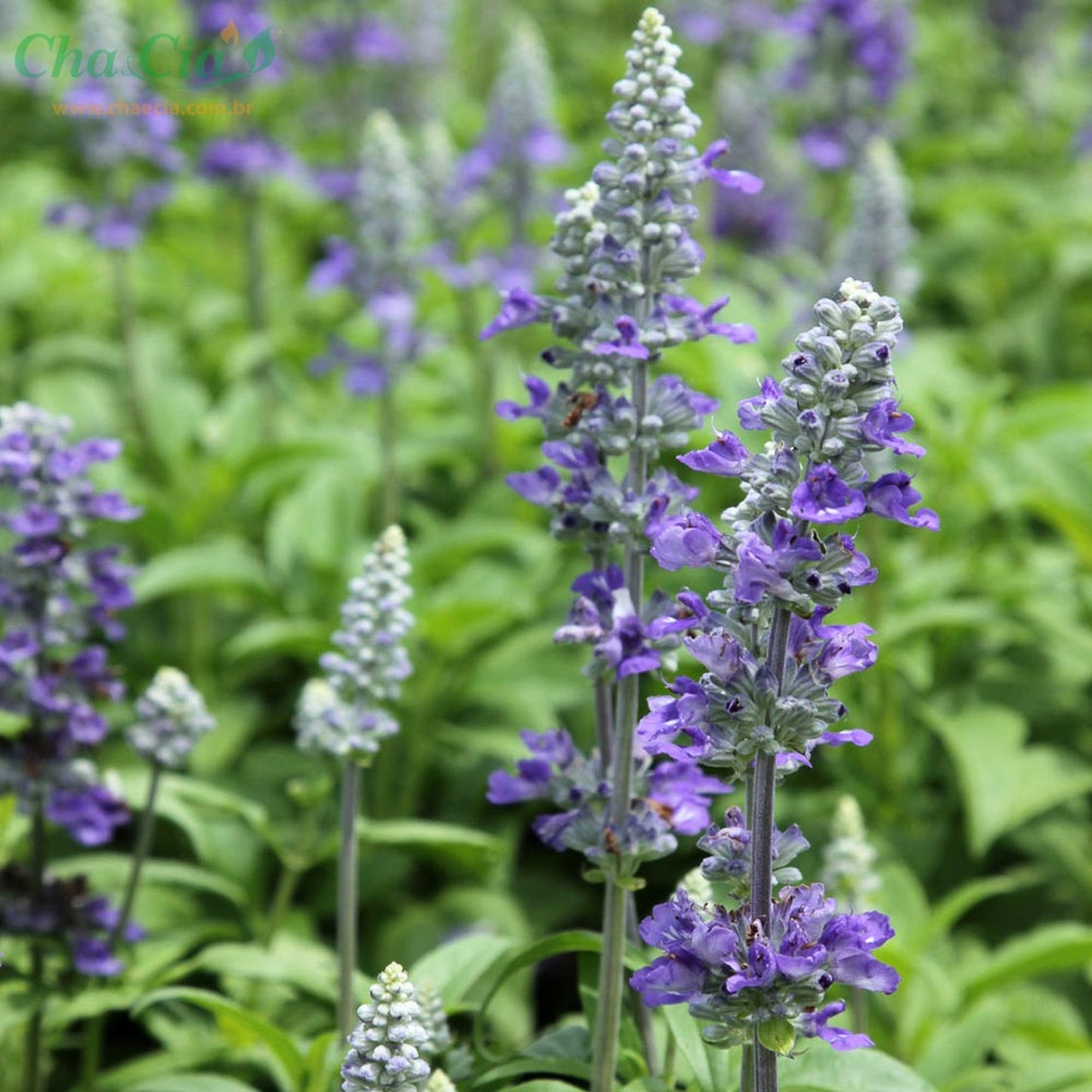 Salvia