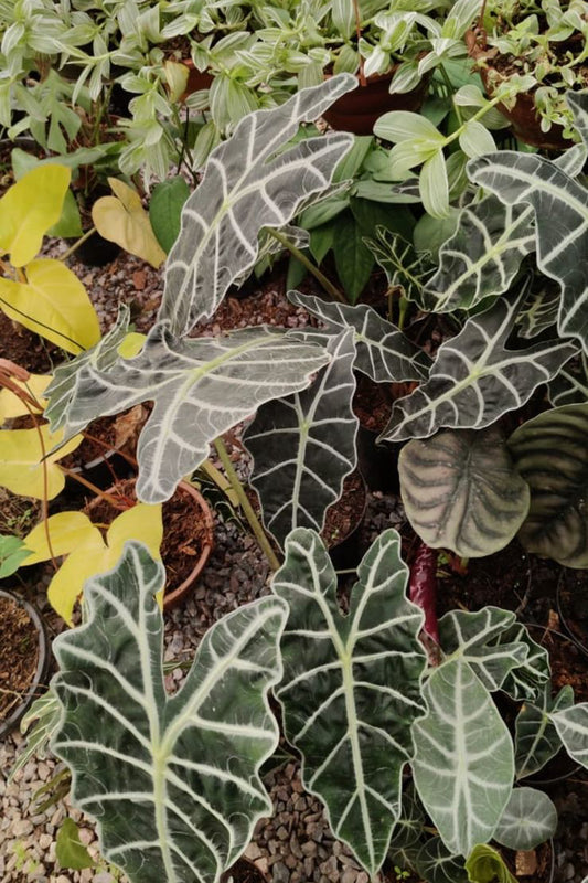 Alocasia amazonica