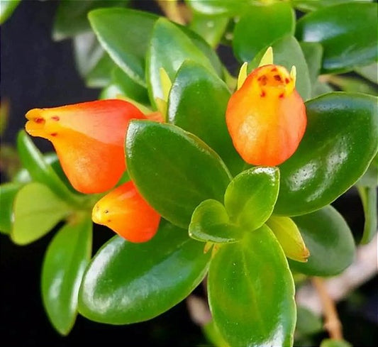 Nematanthus wettsteinii