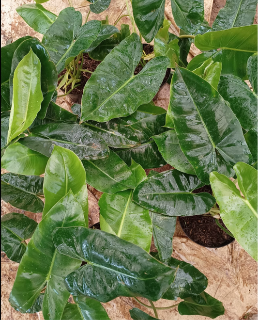 Philodendron Imbê Burle Marx