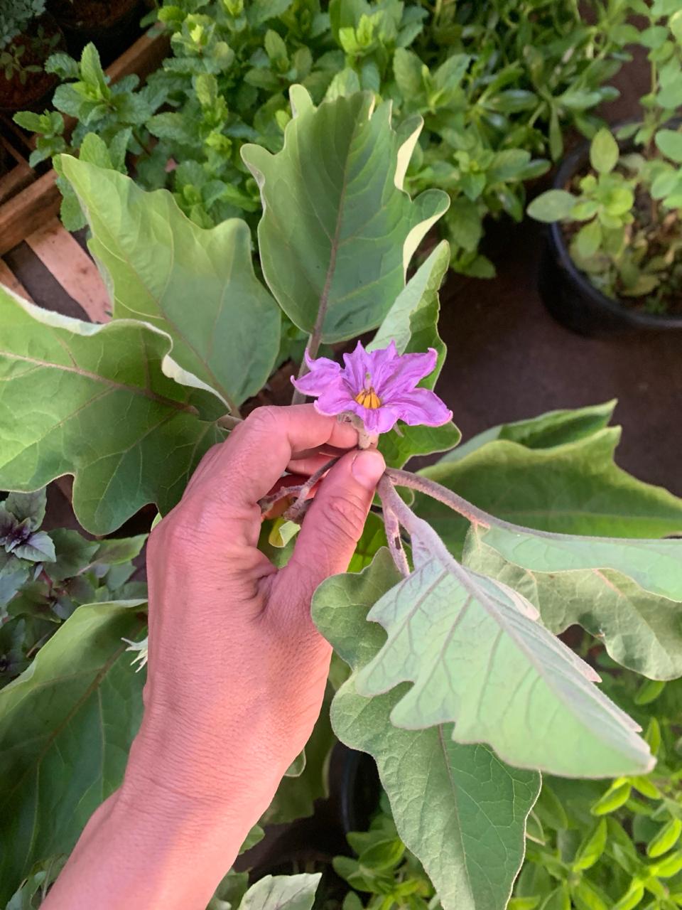 Beringela