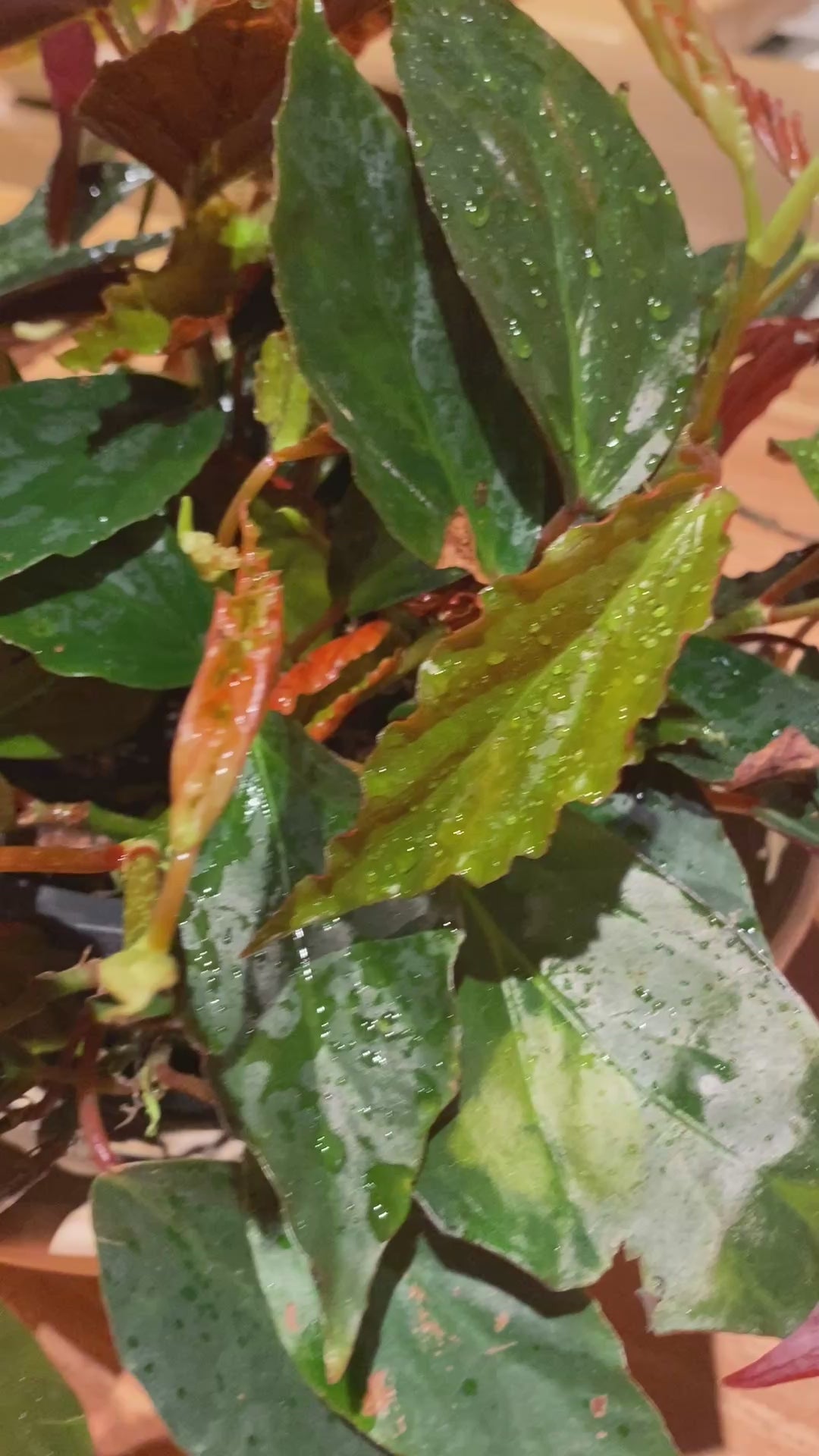 Begônia radicans