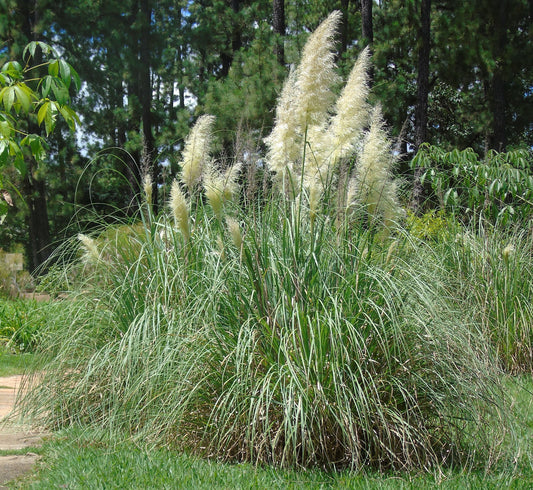 Cotaderia selloana