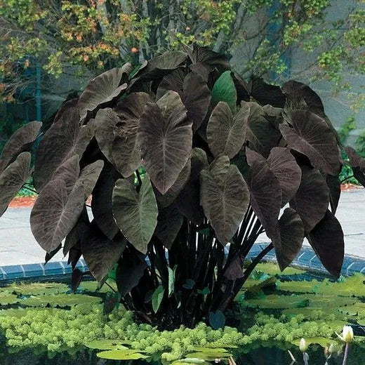 Colocasia esculenta