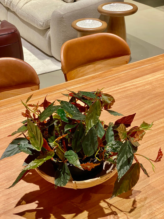 Begônia radicans