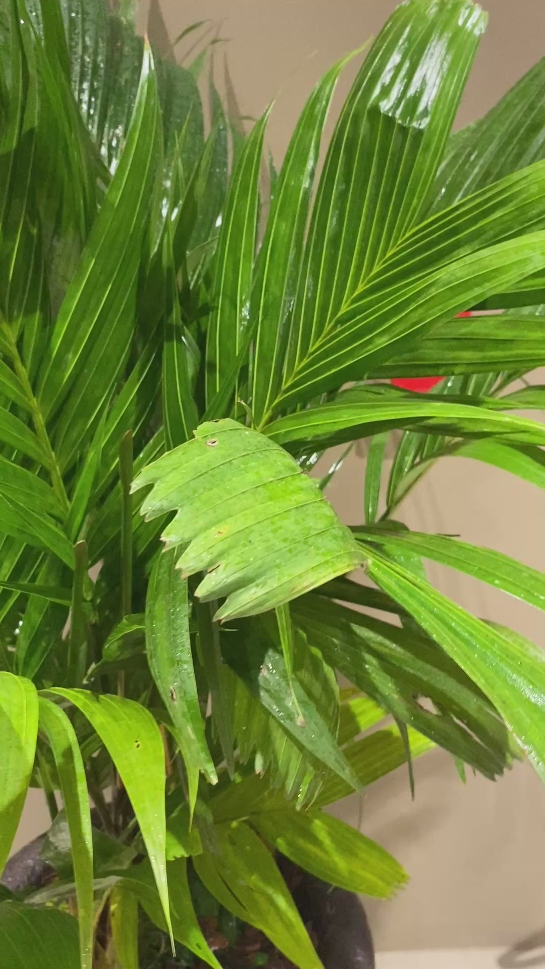 Palmeira Pinanga