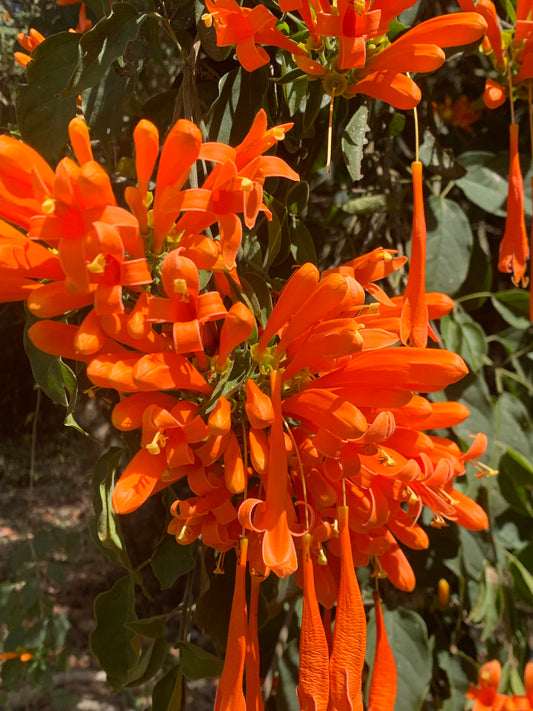 Pyrostegia venusta (cipó de são João)
