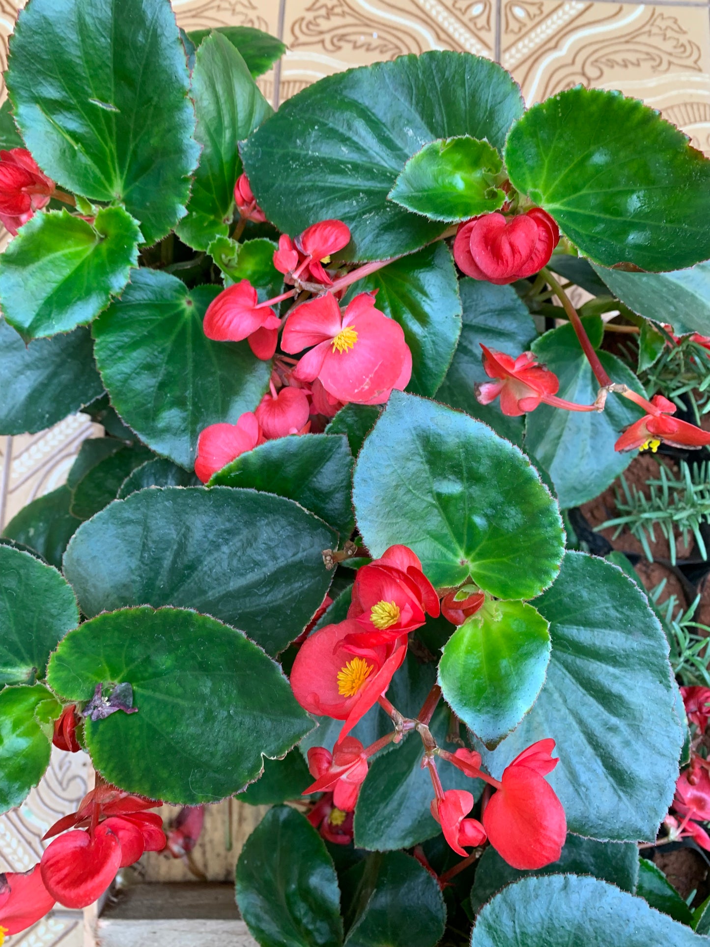 Begônia Semperflorens