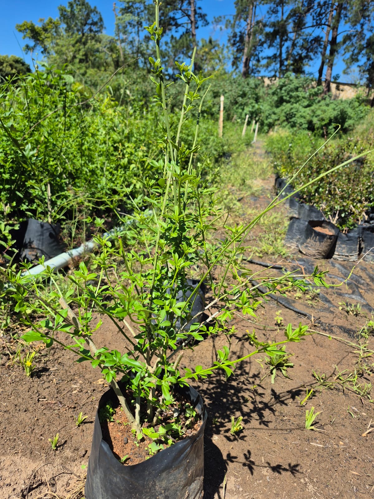 Jasminum mesnyi - Jasmim Amarelo