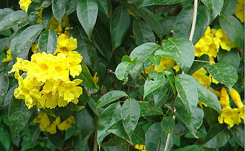 Adenocalymma comosum (cipó-banana)