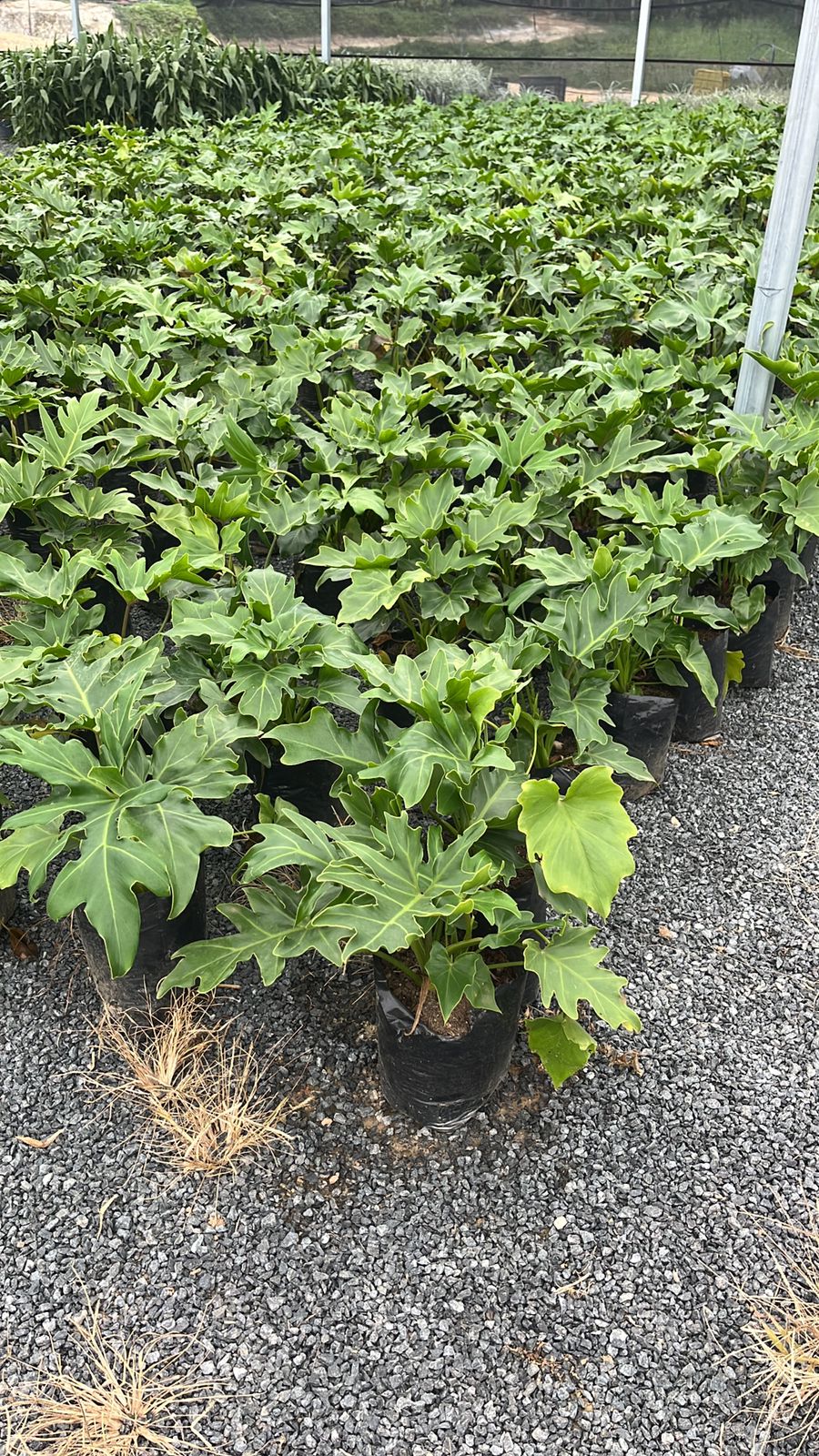 Philodendron bipinnatifidum - Guaimbê