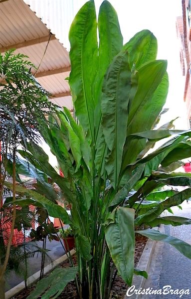 Cyclanthus bipartitus