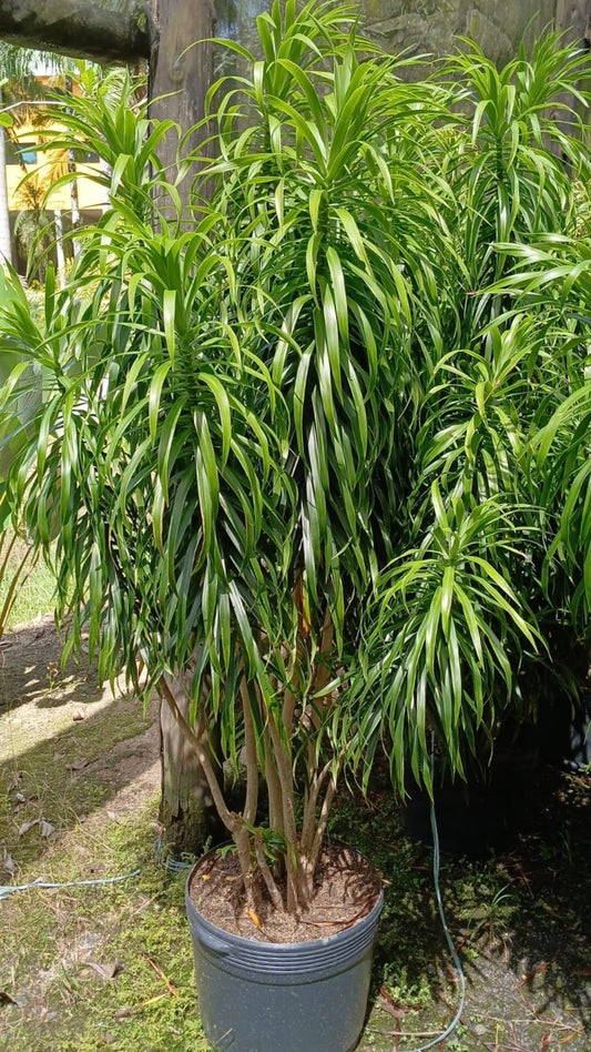 Pleomele/Dracena Fita (Dracaena reflexa)