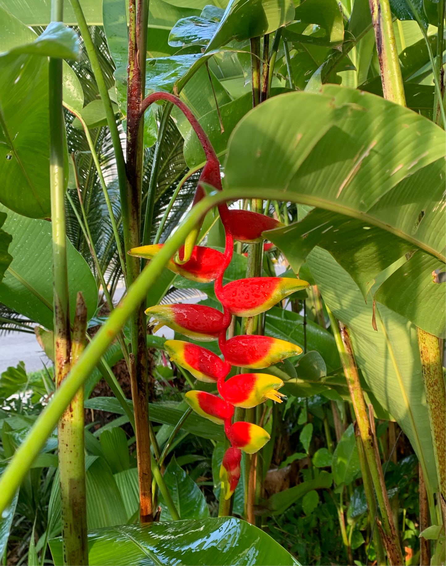 Heliconia Rostrata
